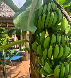 Le Petit Havre Tropical Guadeloupe Gites Massages et Spa