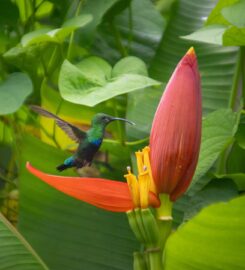 Geoffrey Black Production